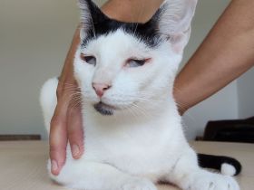 Schmusekater Duende sucht ein Für-Immer-Zuhause
