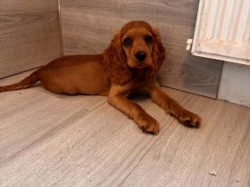 Cocker Spaniel