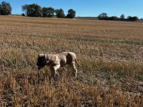 Cane Corso Welpe