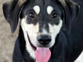 Fiver, geb. ca. 12/2025, lebt in GRIECHENLAND, im städt. Tierheim Serres