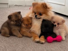 wunderschöne Pomeranian Zwergspitz