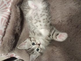 BKH Baby Katzen MIX zu verkaufen