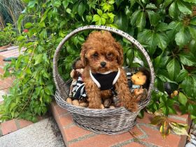 Toypudel Asiatische Linie