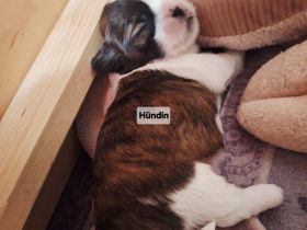 Shih-Tzu Malteser Welpen