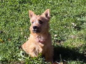 Liebevolle Norwich Terrier Hündin sucht ihr Traumzuhause