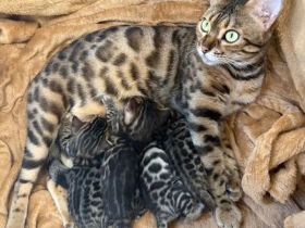 4 Bengal Kitten zur Abgabe ab Anfang Dezember