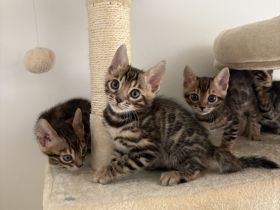 2 Wunderschöne Bengal Kitten im November abzugeben