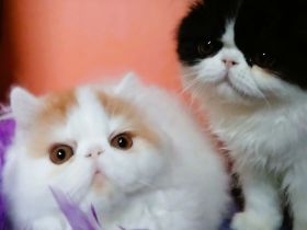 Perserkater Kitten