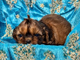 Shih Tzu Welpen