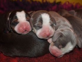 Typvolle gesunde Beagle Welpen m.P.