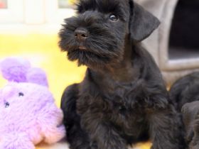 Zwergschnauzer FCI