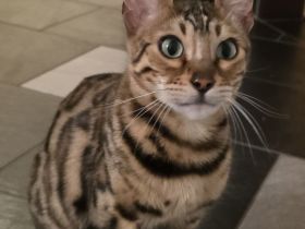 Traumhaftes Bengal-Duo