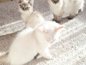 Ragdoll Kitten dürfen  ausziehen