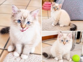 Ragdoll Kitten dürfen  ausziehen