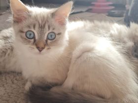 Ragdoll Kitten dürfen  ausziehen