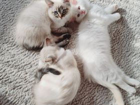 Ragdoll Kitten dürfen bald ausziehen