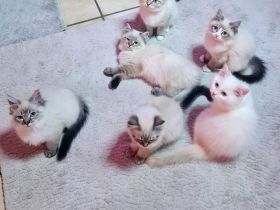 Ragdoll Kitten dürfen  ausziehen