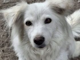 Nanuq, geb. ca. 09/2024, lebt in GRIECHENLAND, auf einer privaten Pflegestelle