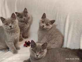 Zauberhafte BKH-Kitten in liebevolle Hände abzugeben – mit Stammbaum und Impfpass