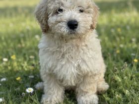 Maltipoo