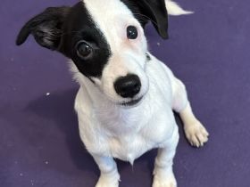 Nolito, männlicher Terrier-Mix, zur Pflege in 10555 Berlin