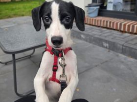 Nouri, männlicher Terrier-Mix, zur Pflege in 26441 Jever