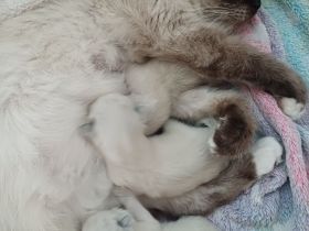 Ragdoll Kitten