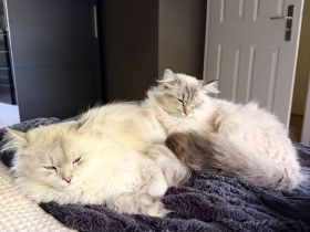Zwei verschmuste Ragdoll-Mix Brüder suchen gemeinsam ein liebevolles Zuhause