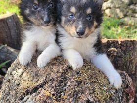 Sheltie-Welpen, Mädchen und ein Junge
