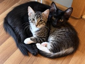 🐾 Nala, Tino, Mila & Milka suchen ein liebevolles Zuhause ❤️
