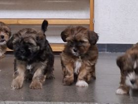 Süße Shorkie-Welpen (Yorkshire Terrier / Shih Tzu) aus privatem Wurf