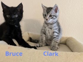 Main Coon Mix Kitten