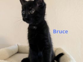 Main Coon Mix Kitten