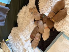 Golden Retriever Welpen