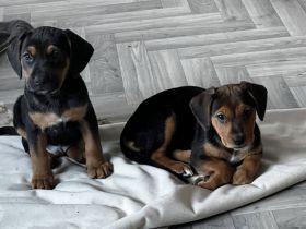 Zwei bezaubernde Beagle-Pinscher-Mischlinge suchen ihr Zuhause