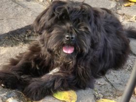 Älterer Tibet Terrier Rüde sucht...