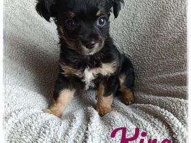 Chihuahua Hündin black tri langhaar - sehr lieb und verschmust - aus seriöser Zucht