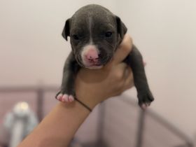 American Staffordshire Terrier