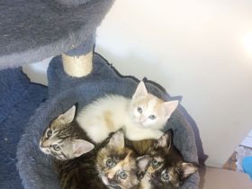 3 Mischlings Kätzchen