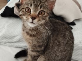Katze