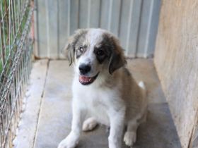 Liam kleiner bezaubernder Hundejunge