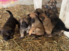 Familien und Hof Hundewelpen