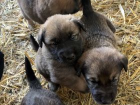 Familien und Hof Hundewelpen