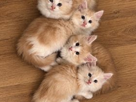 Maine Coon