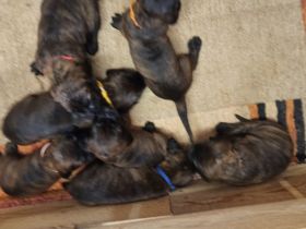 Hannoversche Schweißhund