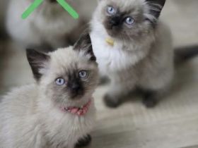 Wunderschöne Heilige Birma Mix Kitten Babykatzen