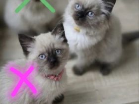 Wunderschöne Heilige Birma Mix Kitten Babykatzen