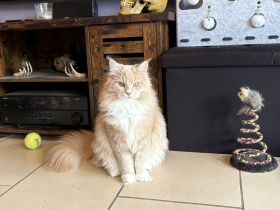 Kleiner Wotan sucht Neues Zuhause