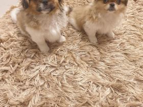Pekinese Welpen abzugeben