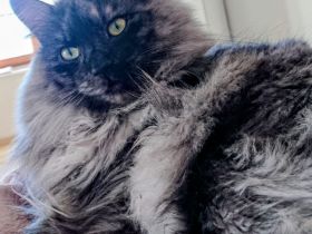 Rassiger Rassekater langhaarig Bobtail von der Insel